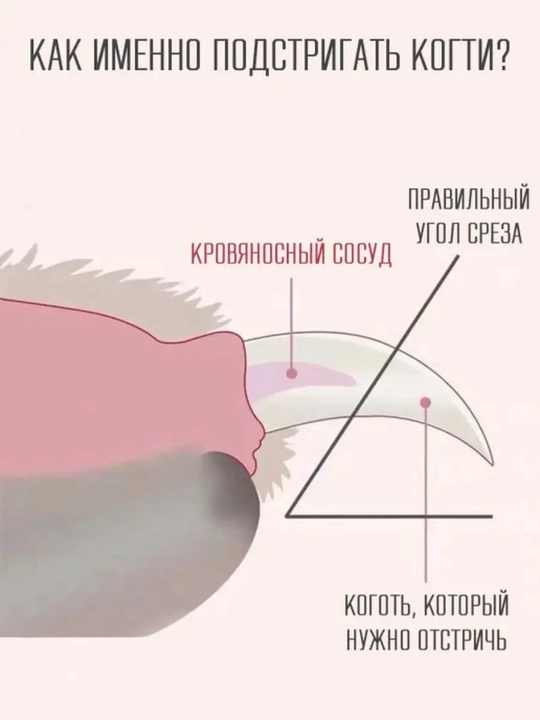 Кусачки для ногтей, для кошек и собак