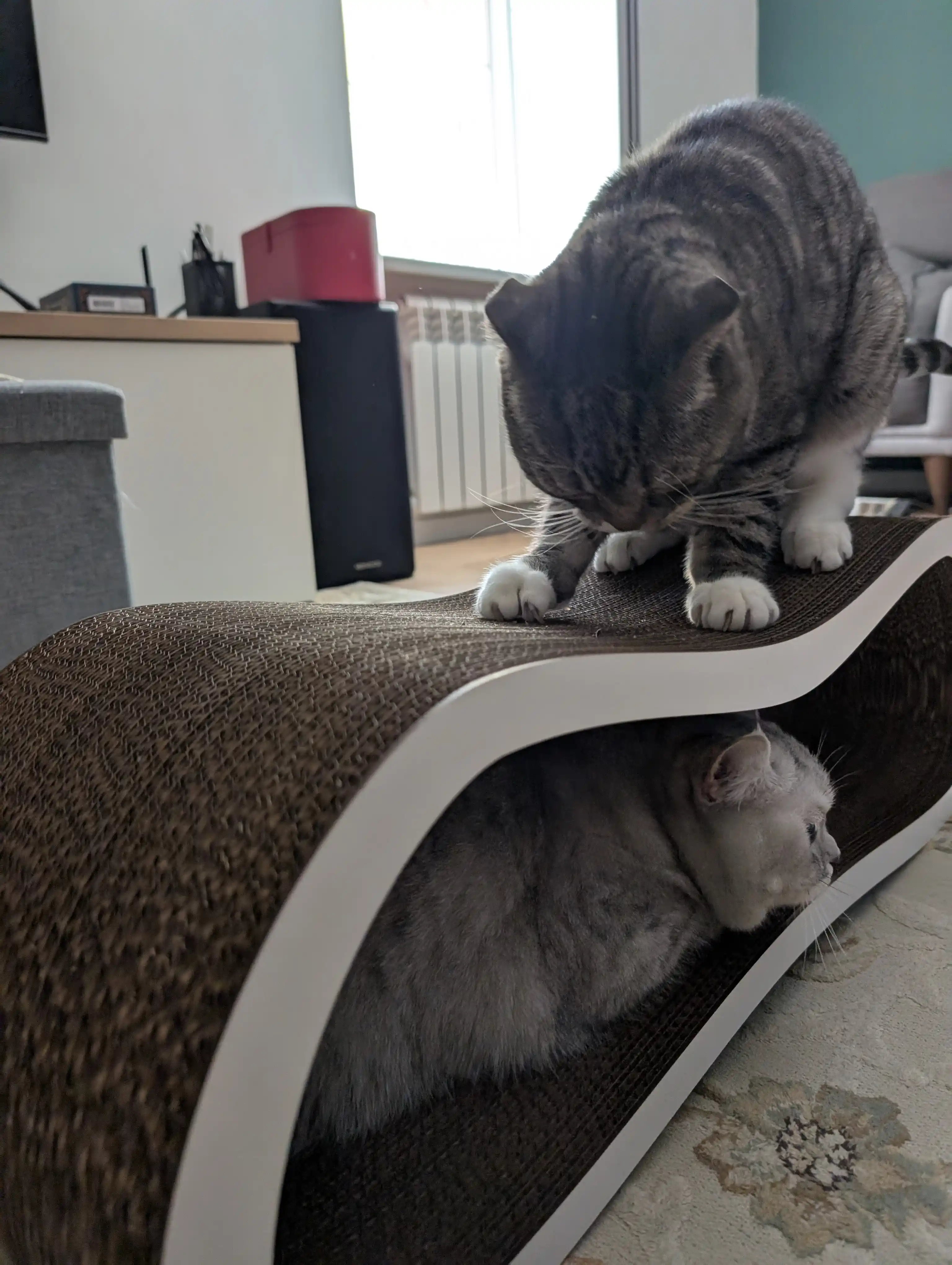 Tirnash ustuni, KinderCat Moon, mushuklar uchun
