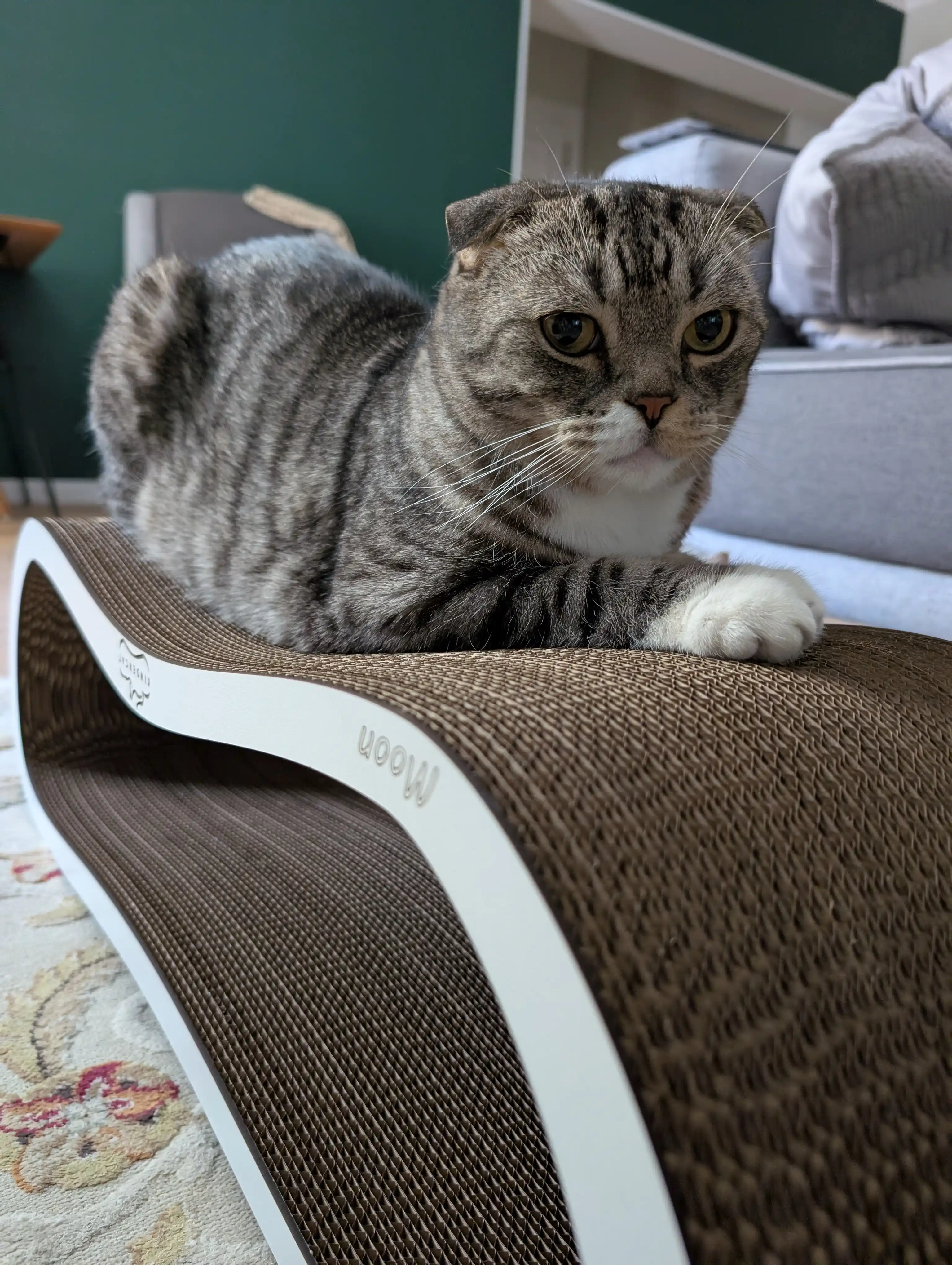 Tirnash ustuni, KinderCat Moon, mushuklar uchun