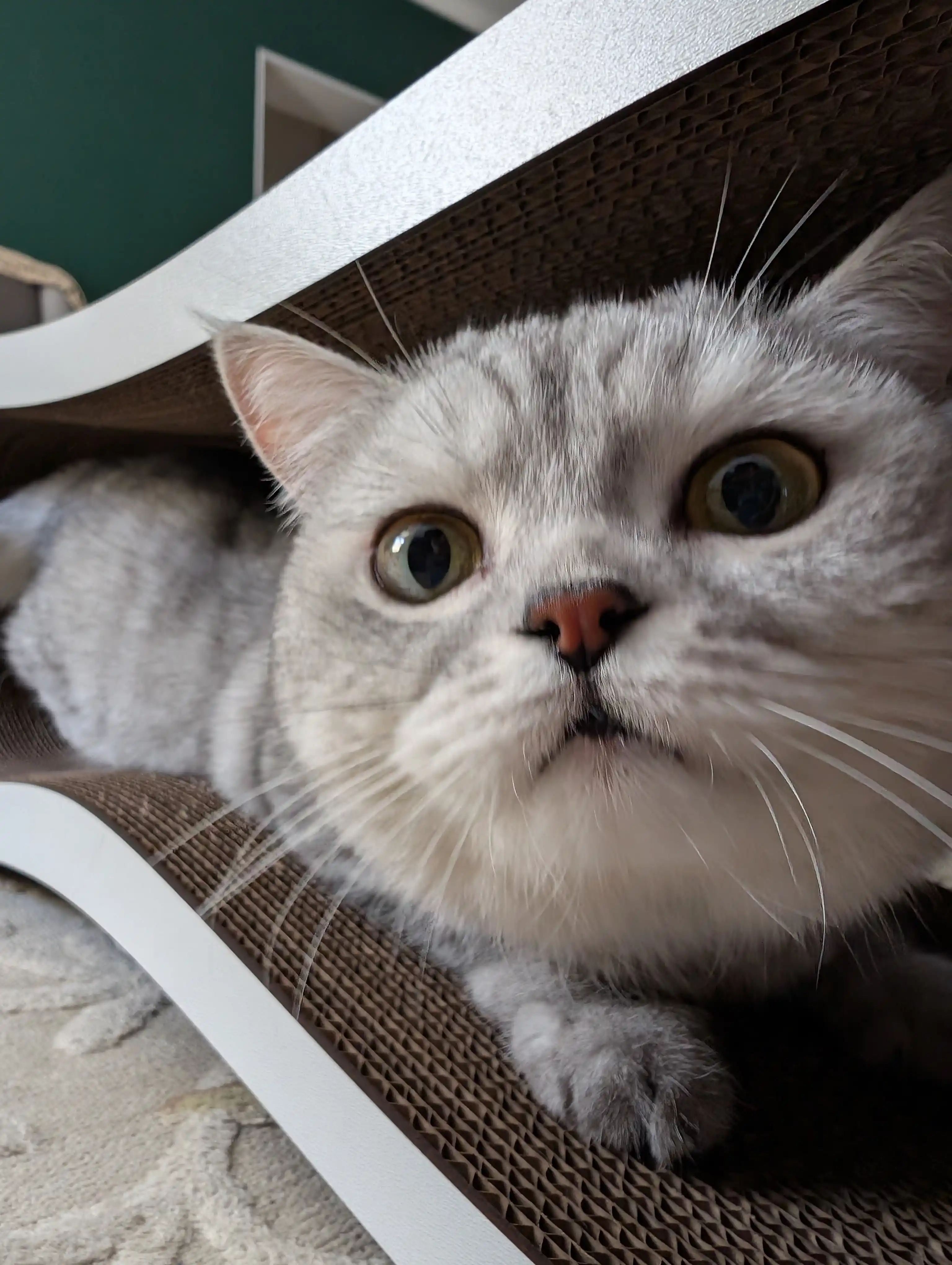 Tirnash ustuni, KinderCat Moon, mushuklar uchun