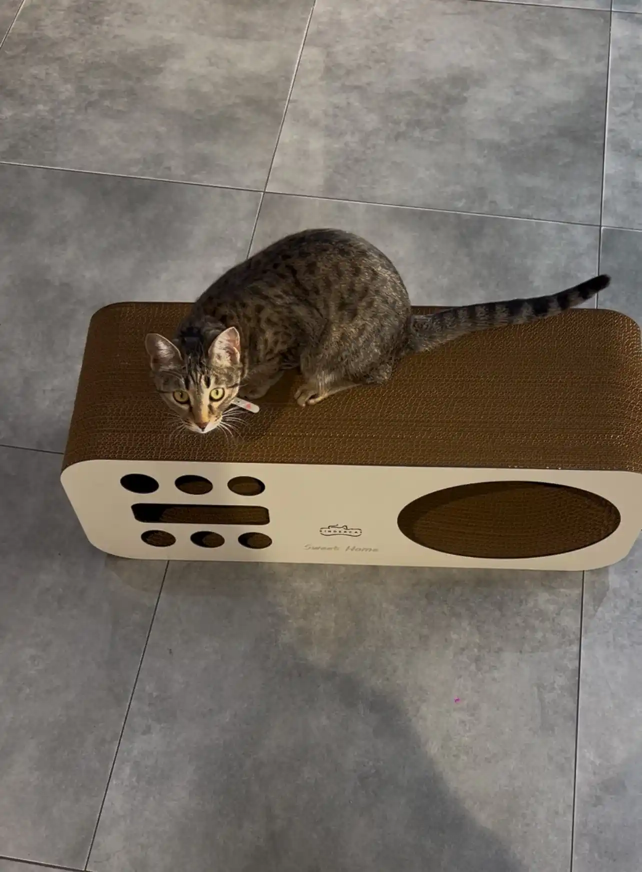 Mushuklar va mushukchalar uchun 3x1 karton tirnoqcha, Home KinderCat