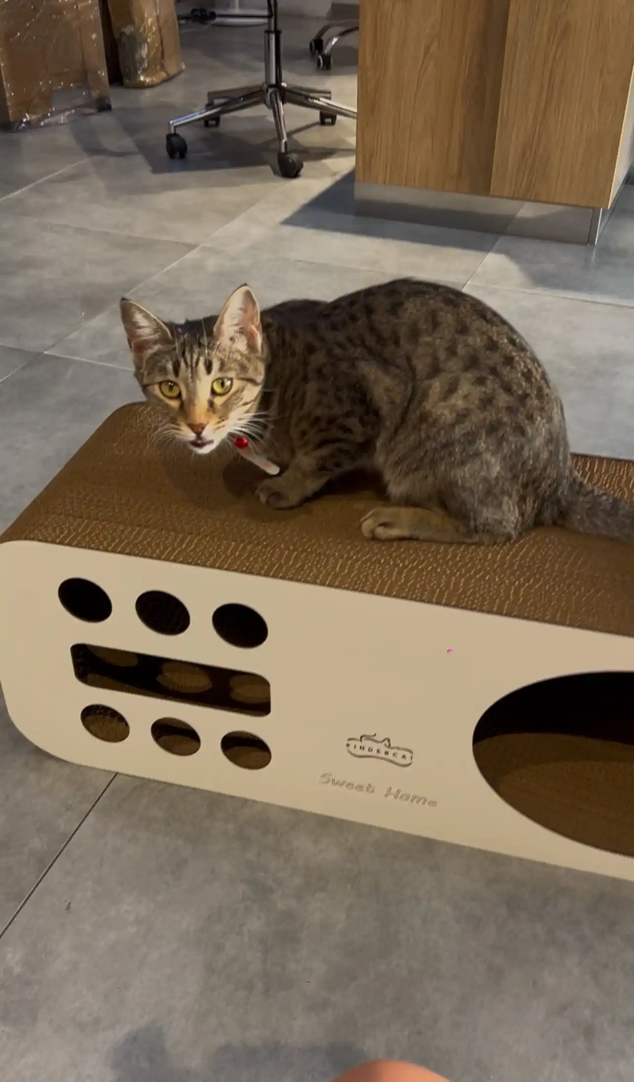 Mushuklar va mushukchalar uchun 3x1 karton tirnoqcha, Home KinderCat
