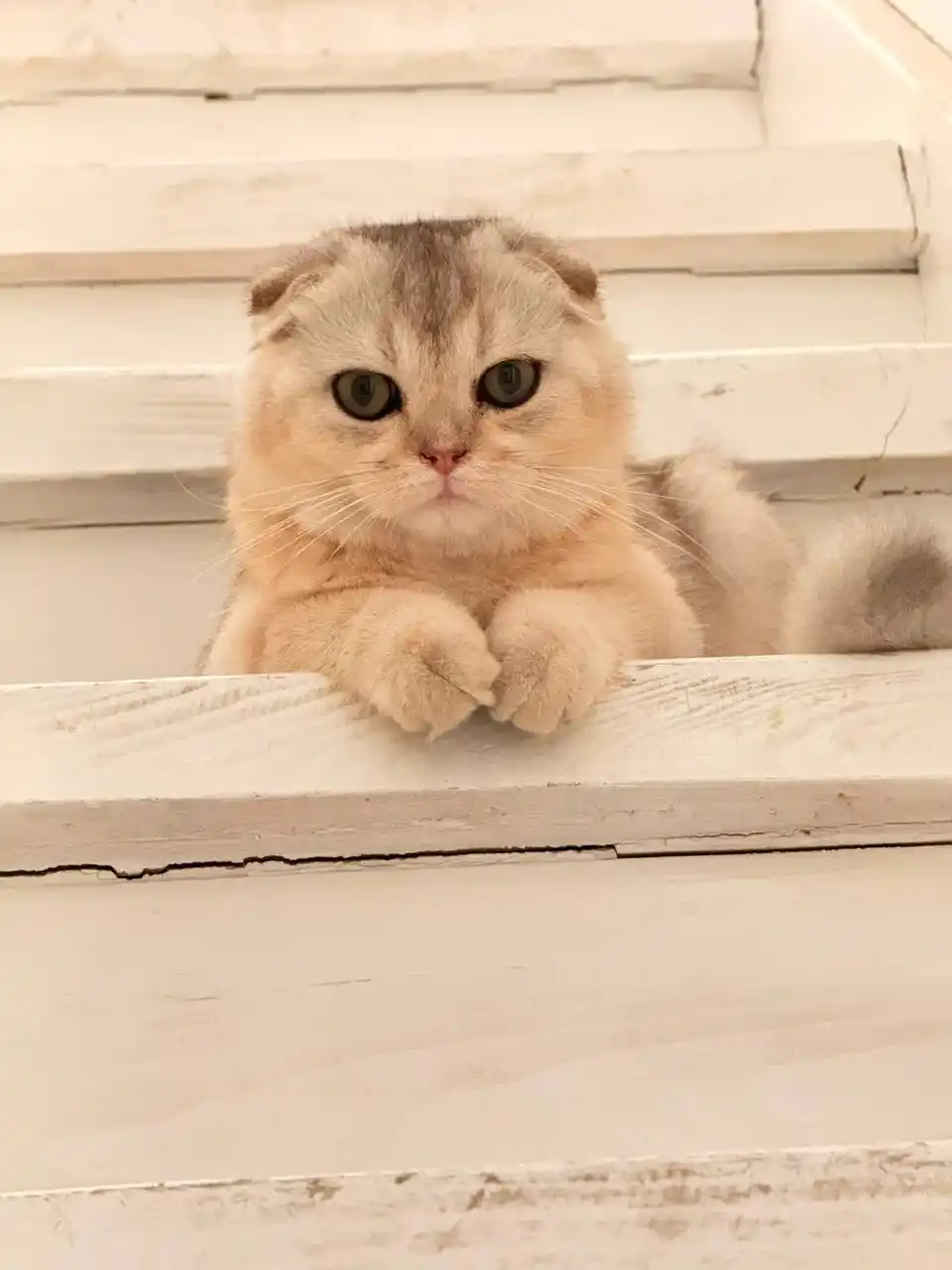 Игрушка для кошек, удочка-дразнилка, мышка из натурального меха