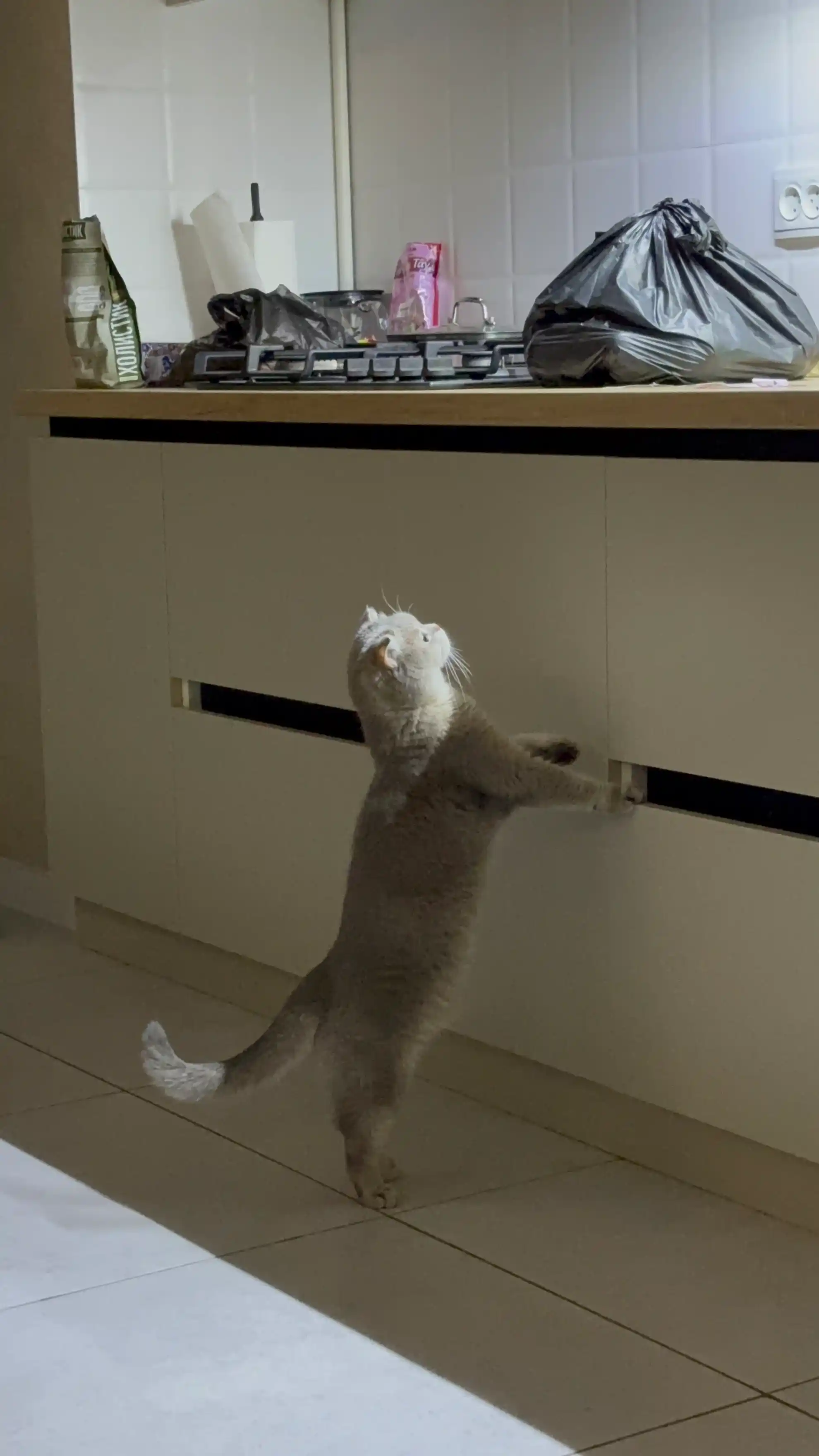Корм для кошек Холистик Simple Pets, 400 г и 2 кг, лосось, курица