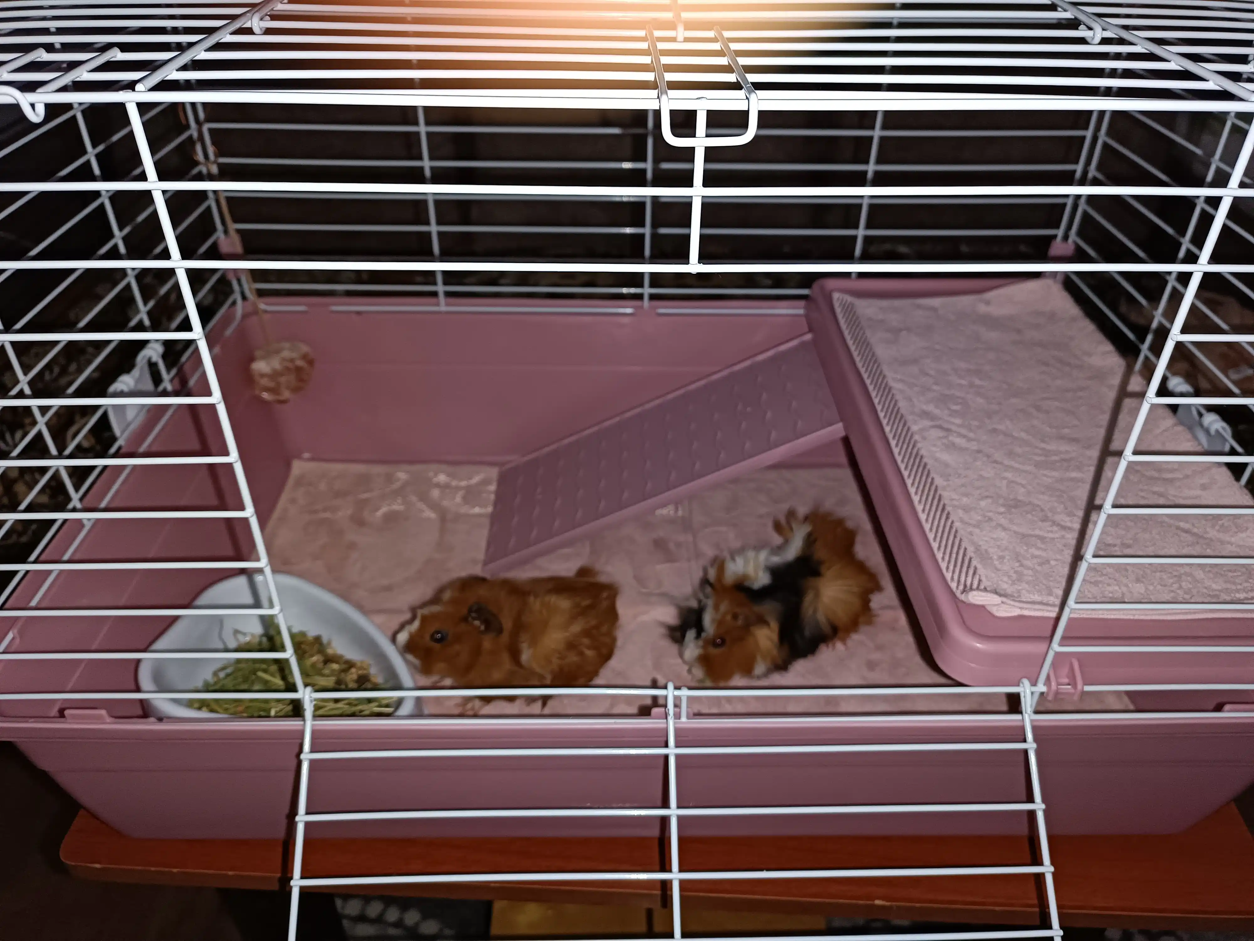 Golden cage R2-1t kemiruvchilar qafasi ikki qavatli, 69 x 45 x 43 sm