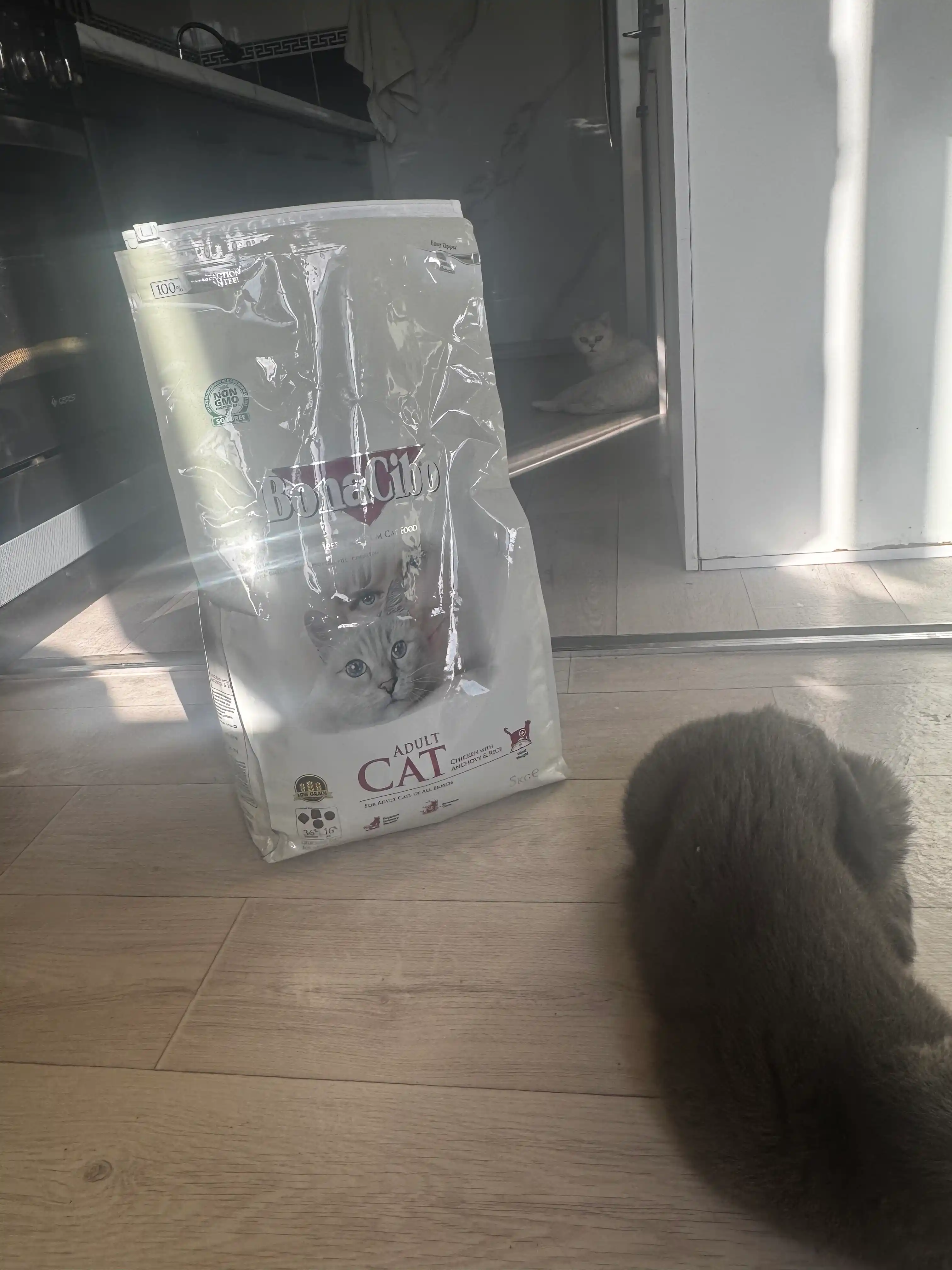 BonaCibo mushuklar uchun quruq yem, tovuq go‘shti, anchous va guruch bilan, 5 kg
