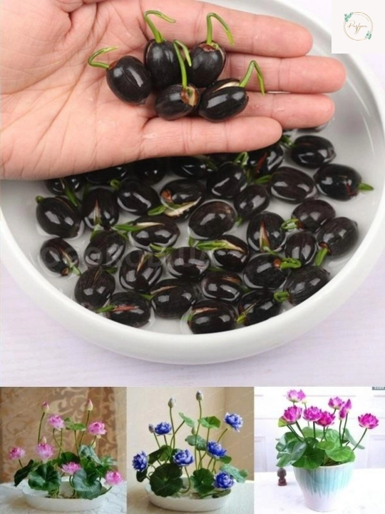 Семена орехового лотоса, многолетние водные растения, лилия, 10 шт - 