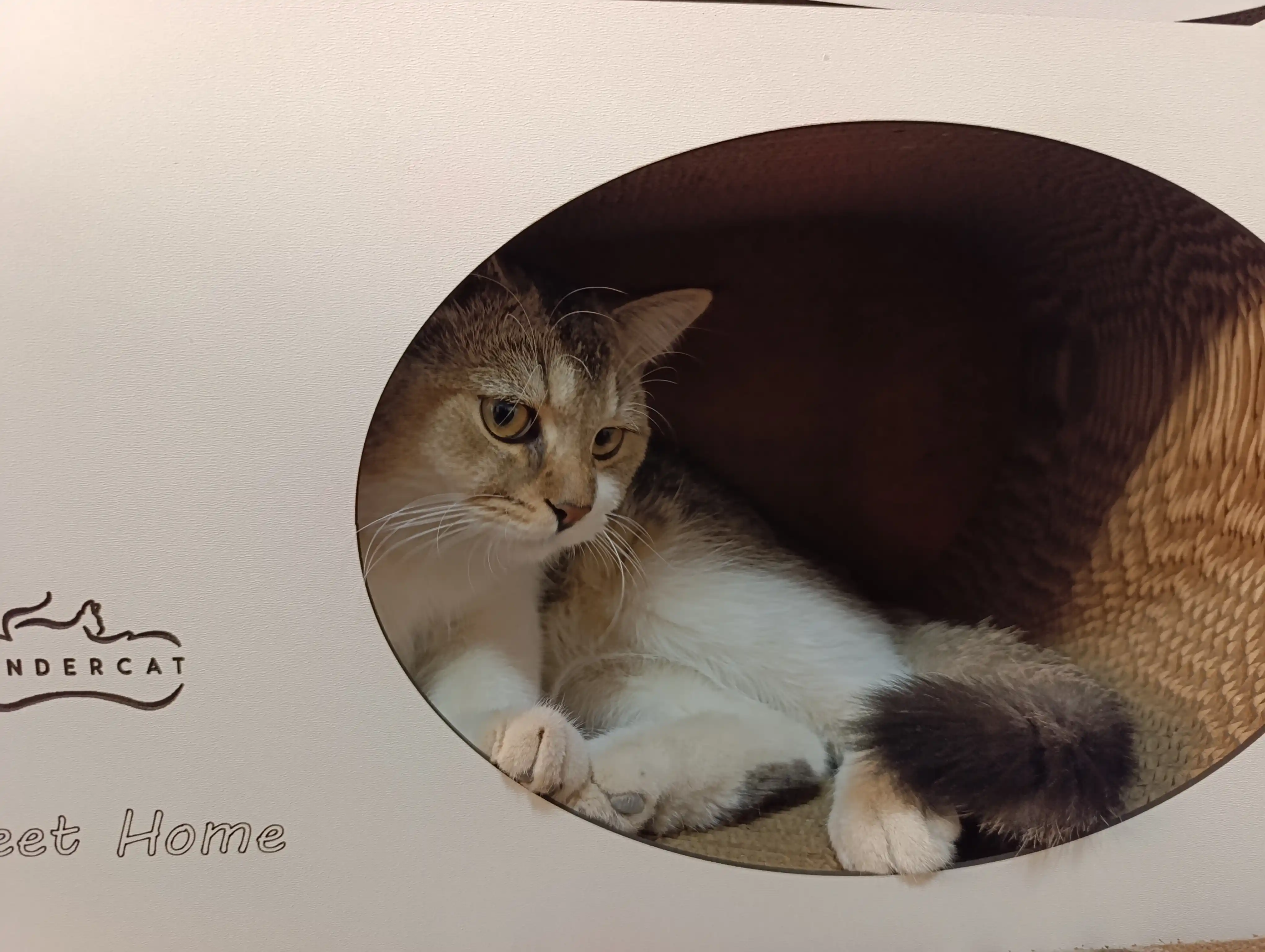 Mushuklar va mushukchalar uchun 3x1 karton tirnoqcha, Home KinderCat