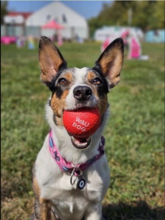 Игрушка мяч с пожизненной гарантией для собак WAUDOG Fun Red Ball