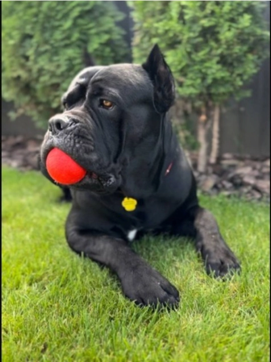 Игрушка мяч с пожизненной гарантией для собак WAUDOG Fun Red Ball