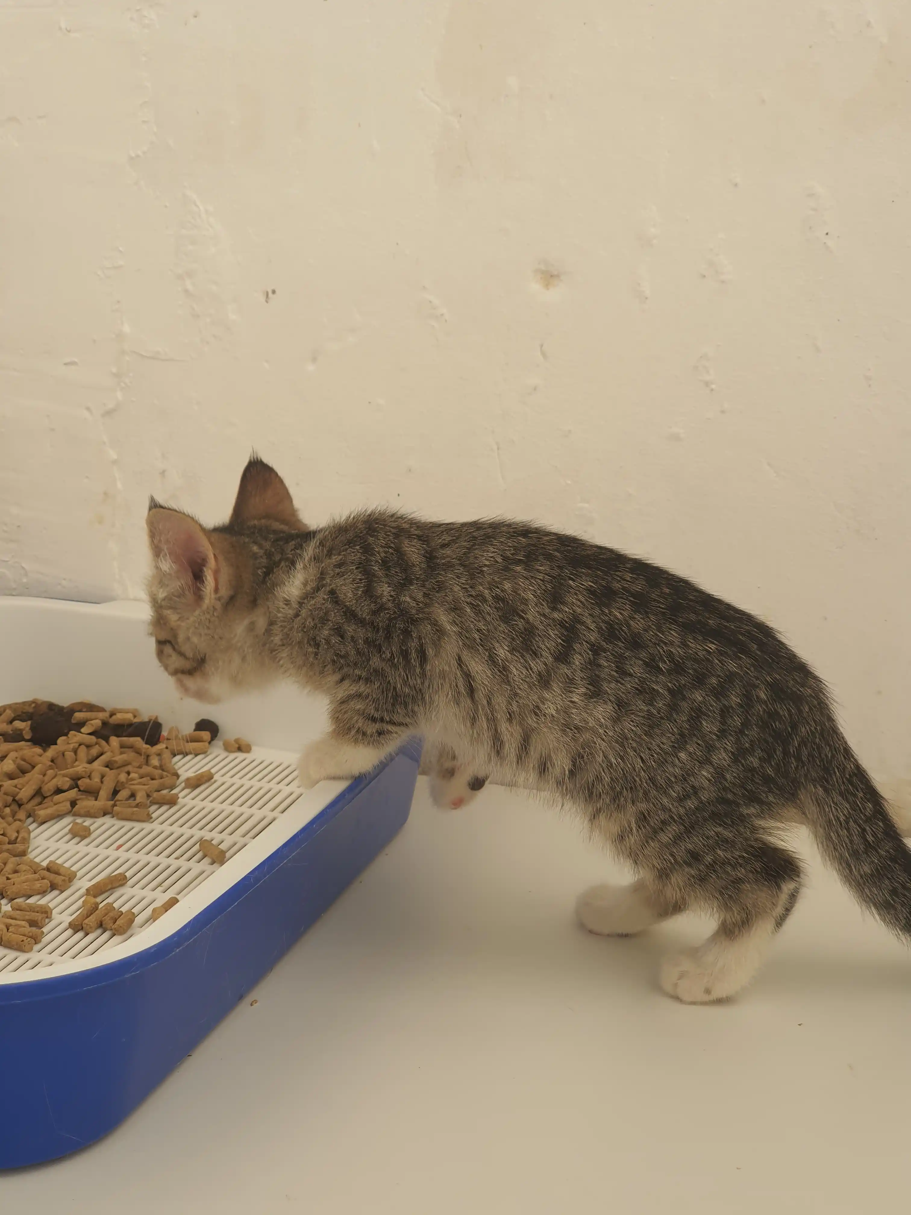 Uy hayvonlar tuvaklari uchun to'ldiruvchi BioPetto, 10 kg