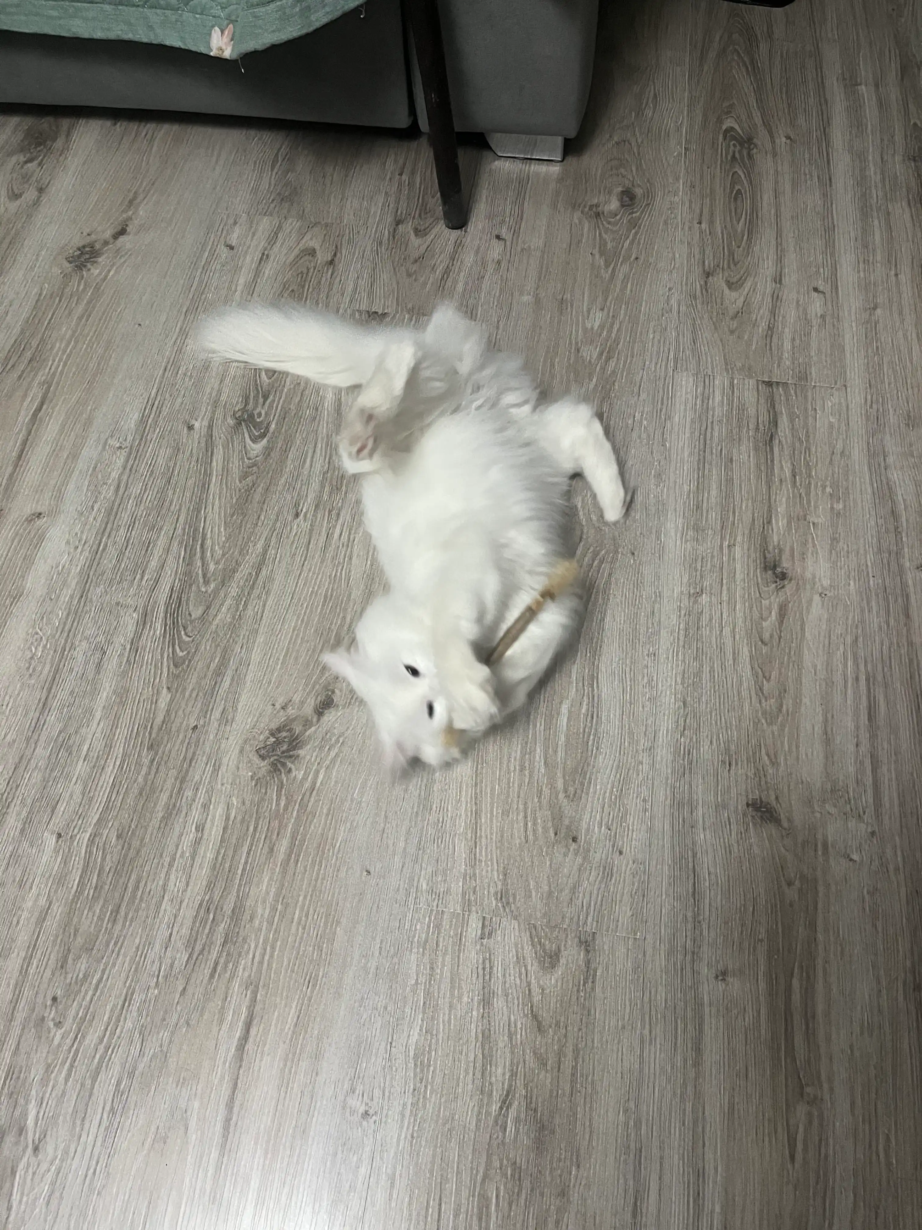 Кошачья мята для кошек, палочка