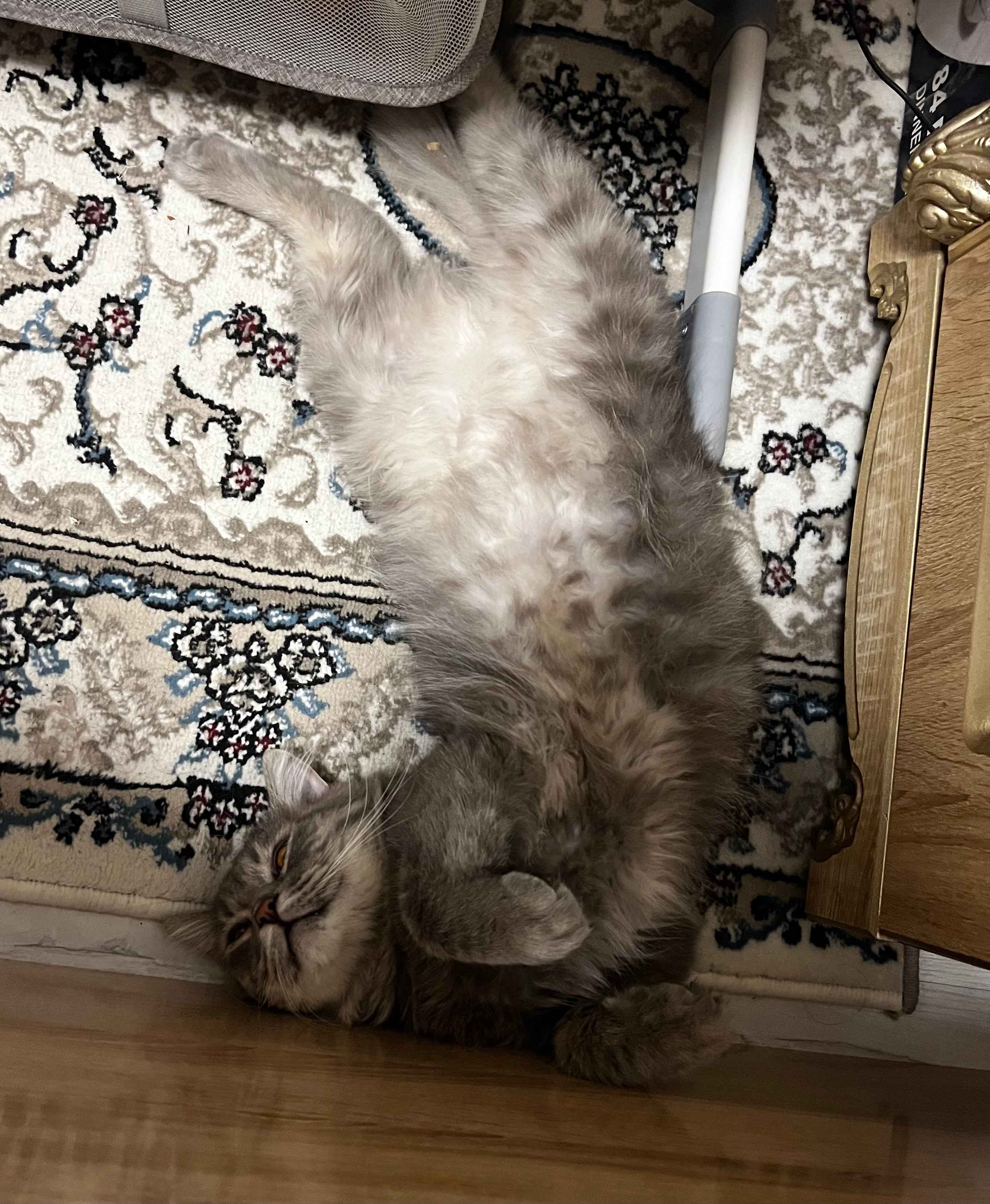 Arman fohisha bilan jinsiy aloqa video