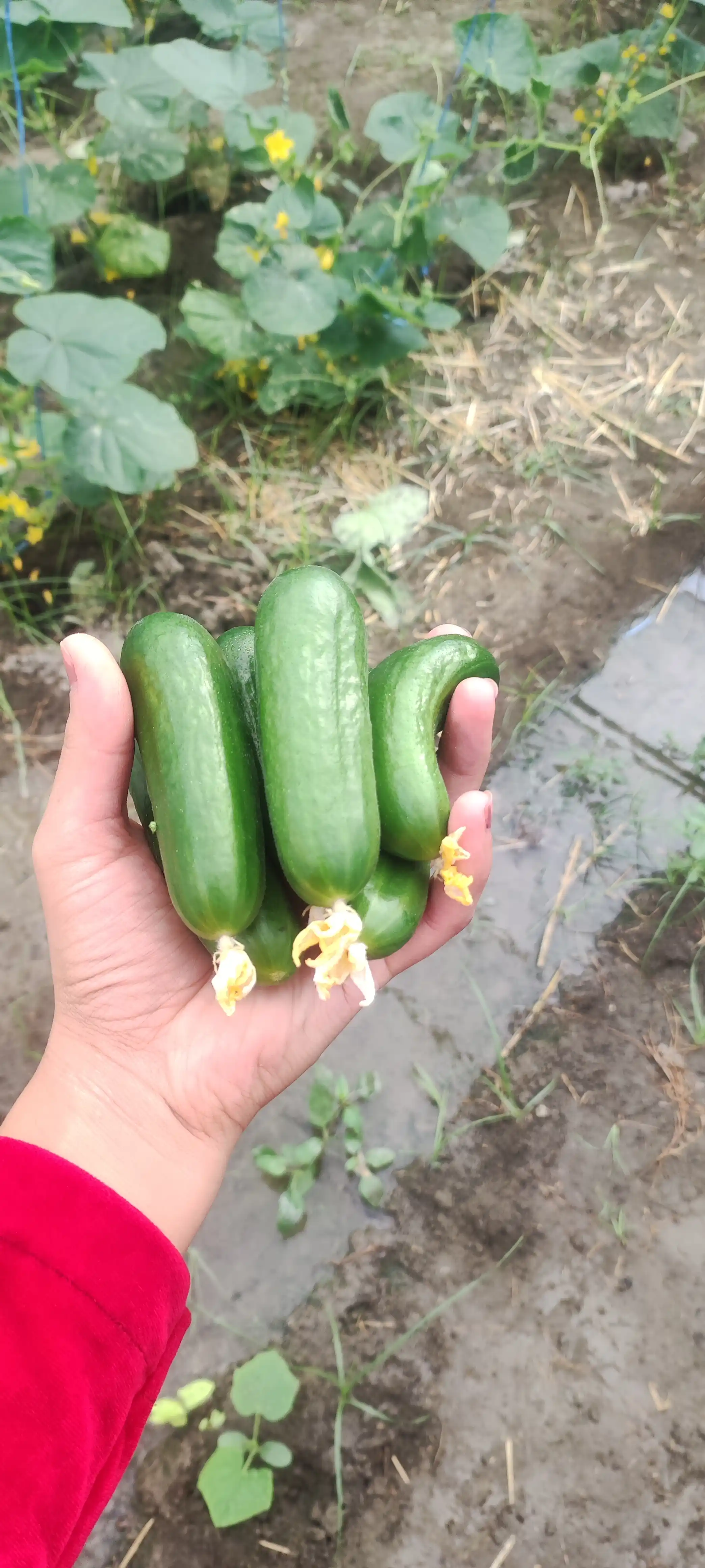 Семена овощей для дома Seeds
