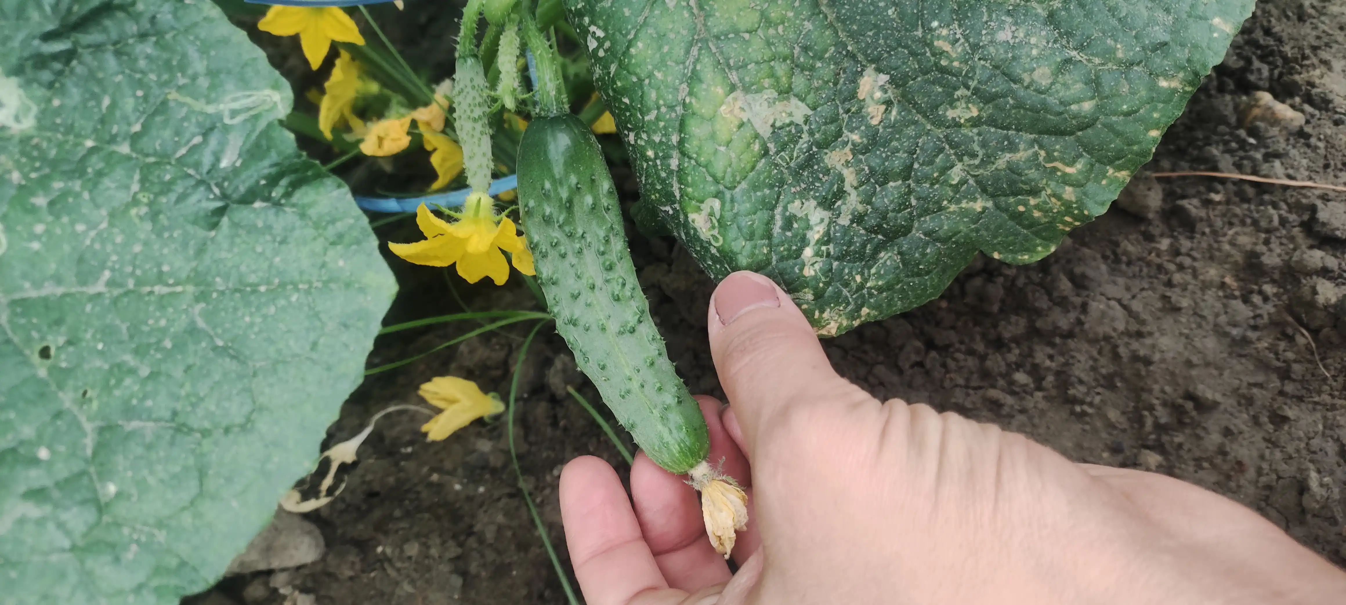 Семена овощей для дома Seeds