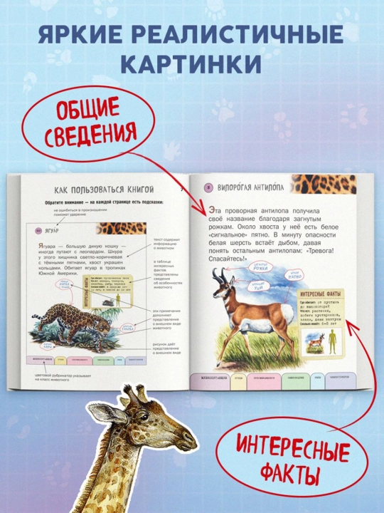 Все животные с крупными буквами. Ананьева Е.Г