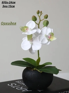 Oq