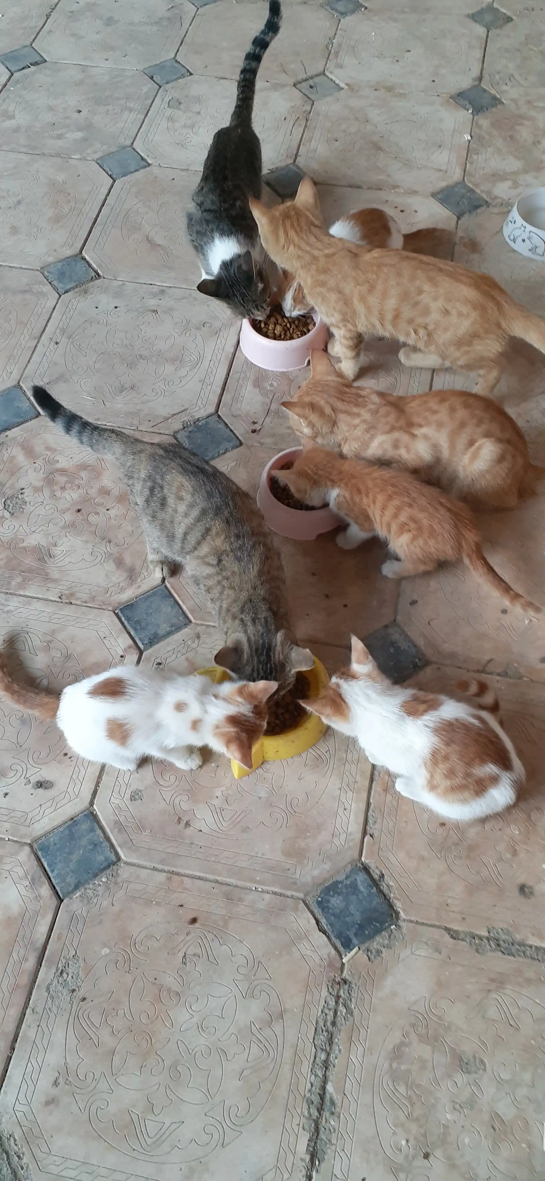 Mito mushuklar uchun quruq yem, tovuq go‘shti bilan, 1 kg