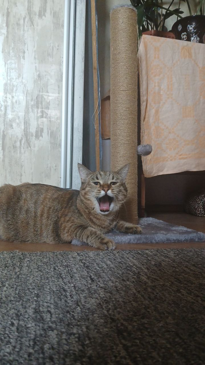 Когтеточка столбик для кошек