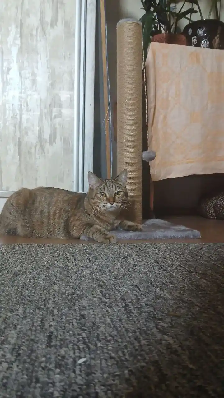 Когтеточка столбик для кошек