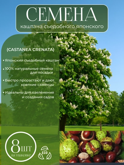 Каштан белый, зимостойкий конский каштан семена 8 штук — KALICOM-КАШТАН