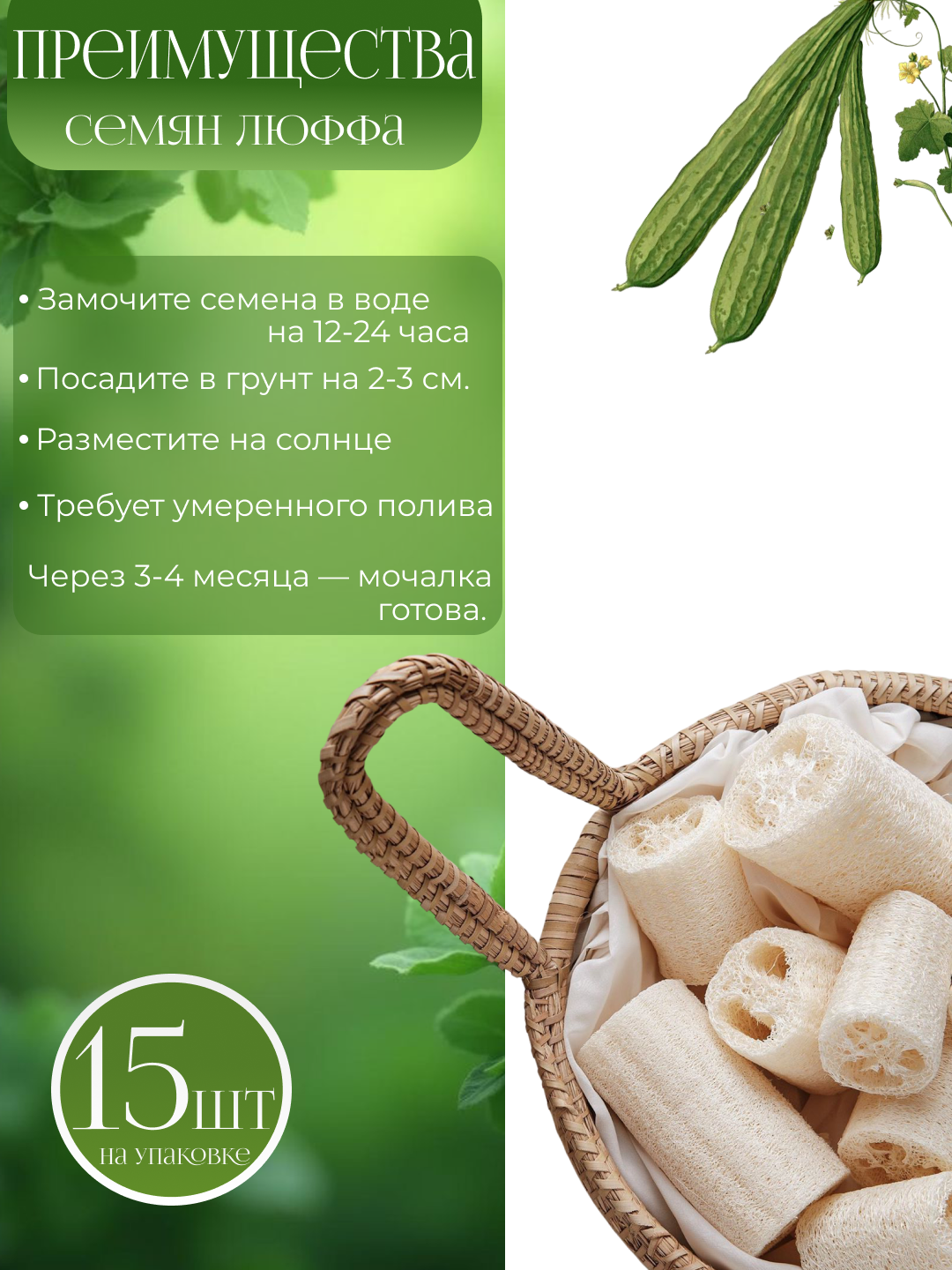 Lyuff mochalkasining urug‘lari, 15 dona