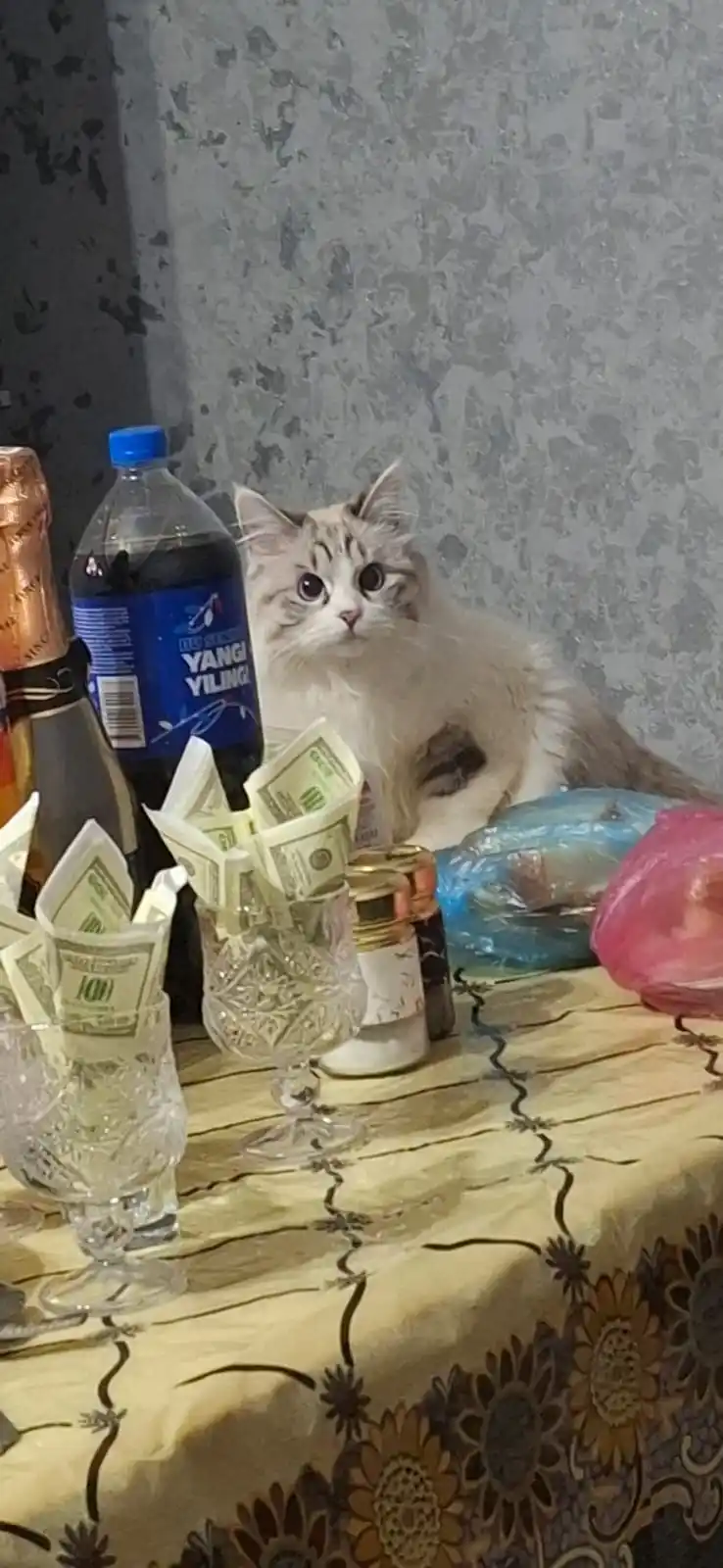 Felix Sensations mushuklar uchun nam yem, bekon ta'mli kurka, 75 gr 26 dona