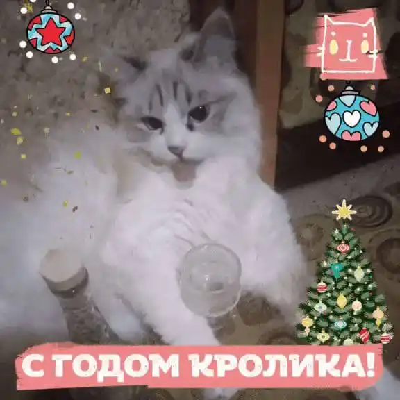 Felix Sensations mushuklar uchun nam yem, bekon ta'mli kurka, 75 gr 26 dona