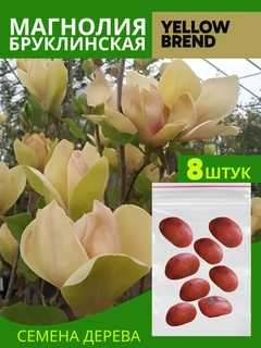 Limon rang