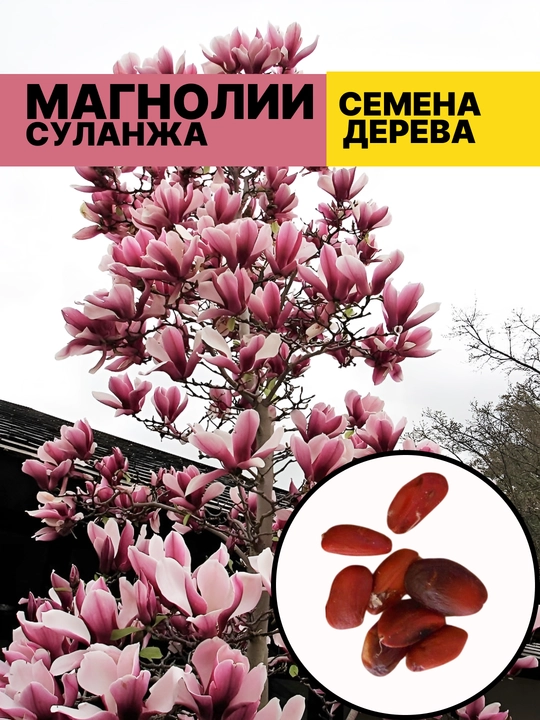 Magnoliya Sulanja daraxti guli pushti rangda - 