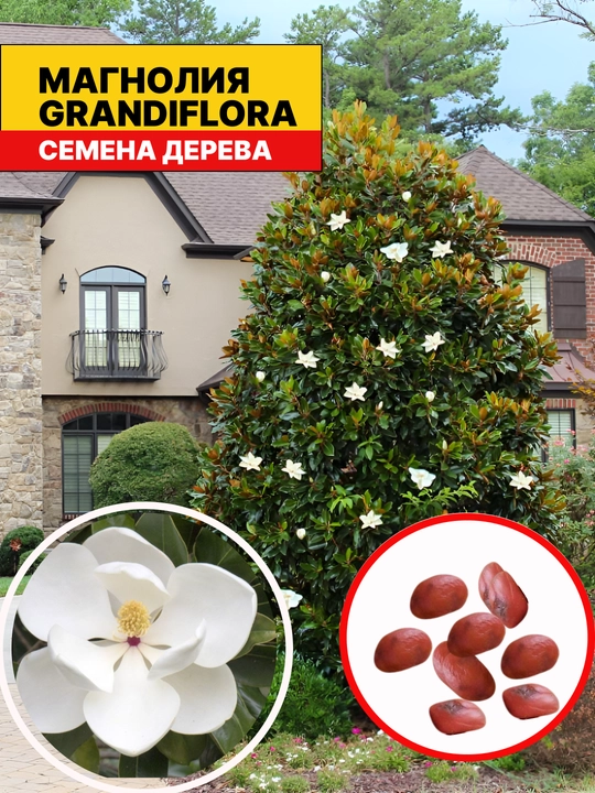 Oq gulli magnoliya Grandiflora shimoliy daraxt, 8 urug‘li - 