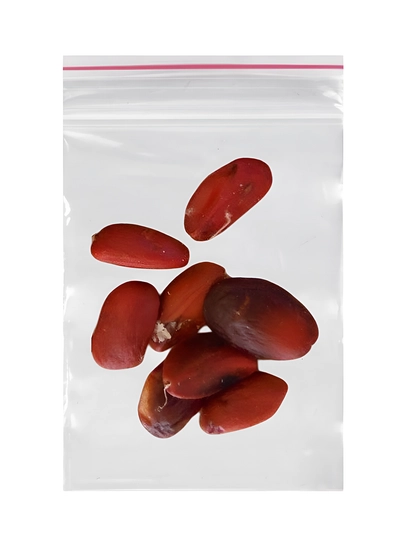 Oq gulli magnoliya Grandiflora shimoliy daraxt, 8 urug‘li