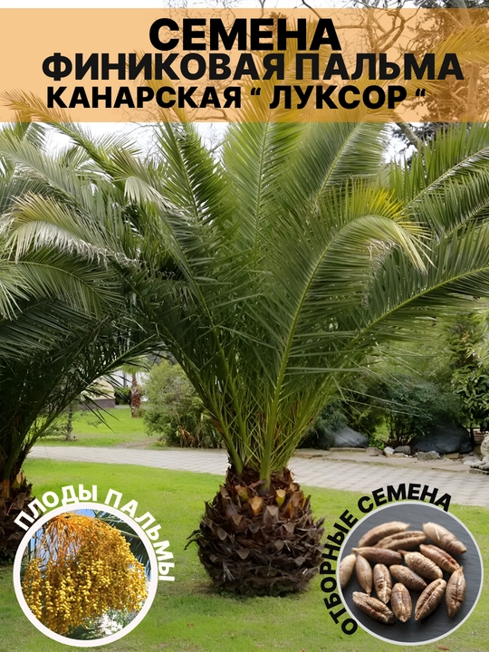 Семена финиковая пальма, канарская «Луксор», 3 шт - 