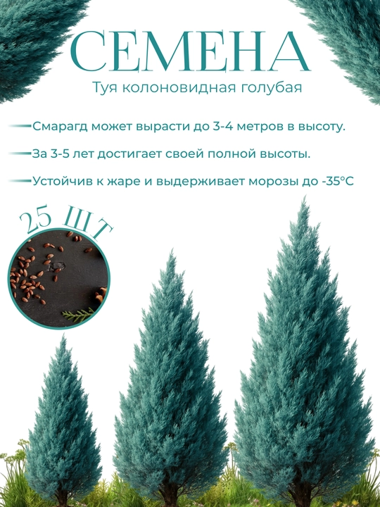 Moviy ustunli Thuja urug'lari + sovg'a aralashmasi Tsar Qrim - 