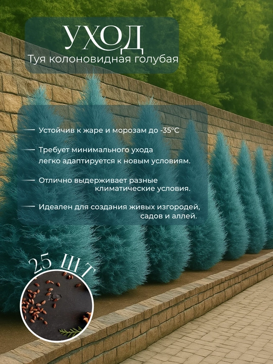 Moviy ustunli Thuja urug'lari + sovg'a aralashmasi Tsar Qrim