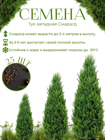 Туя смарагд западная семена около 25 шт  Ёлки Иголки — KALICOM-ТУЯКИНЖ