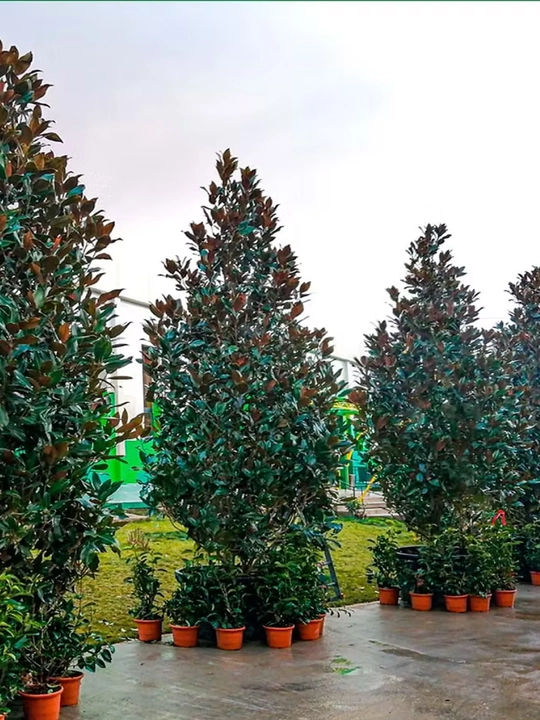 Oq gulli magnoliya Grandiflora shimoliy daraxt, 8 urug‘li