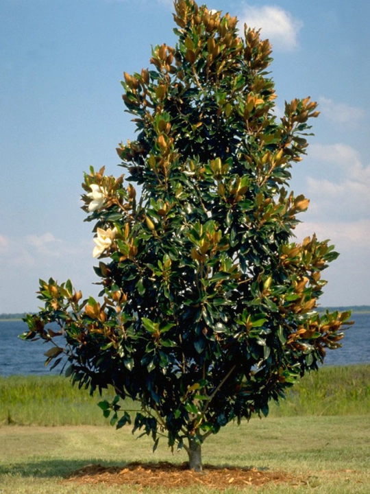 Oq gulli magnoliya Grandiflora shimoliy daraxt, 8 urug‘li
