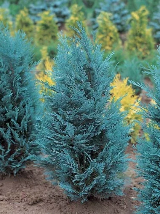 Moviy ustunli Thuja urug'lari + sovg'a aralashmasi Tsar Qrim