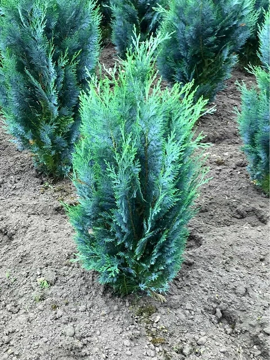 Moviy ustunli Thuja urug'lari + sovg'a aralashmasi Tsar Qrim