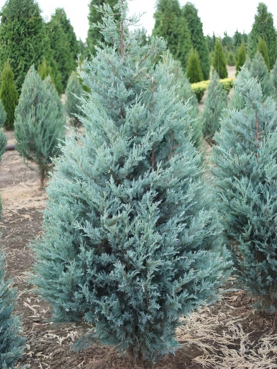 Moviy ustunli Thuja urug'lari + sovg'a aralashmasi Tsar Qrim