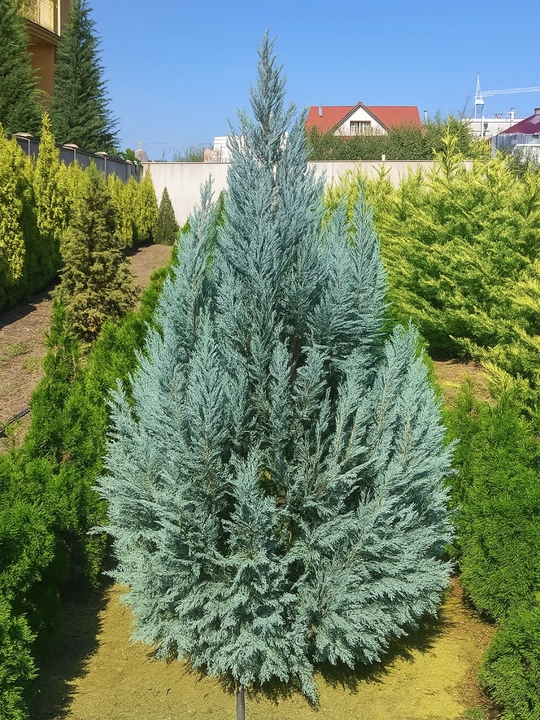 Moviy ustunli Thuja urug'lari + sovg'a aralashmasi Tsar Qrim