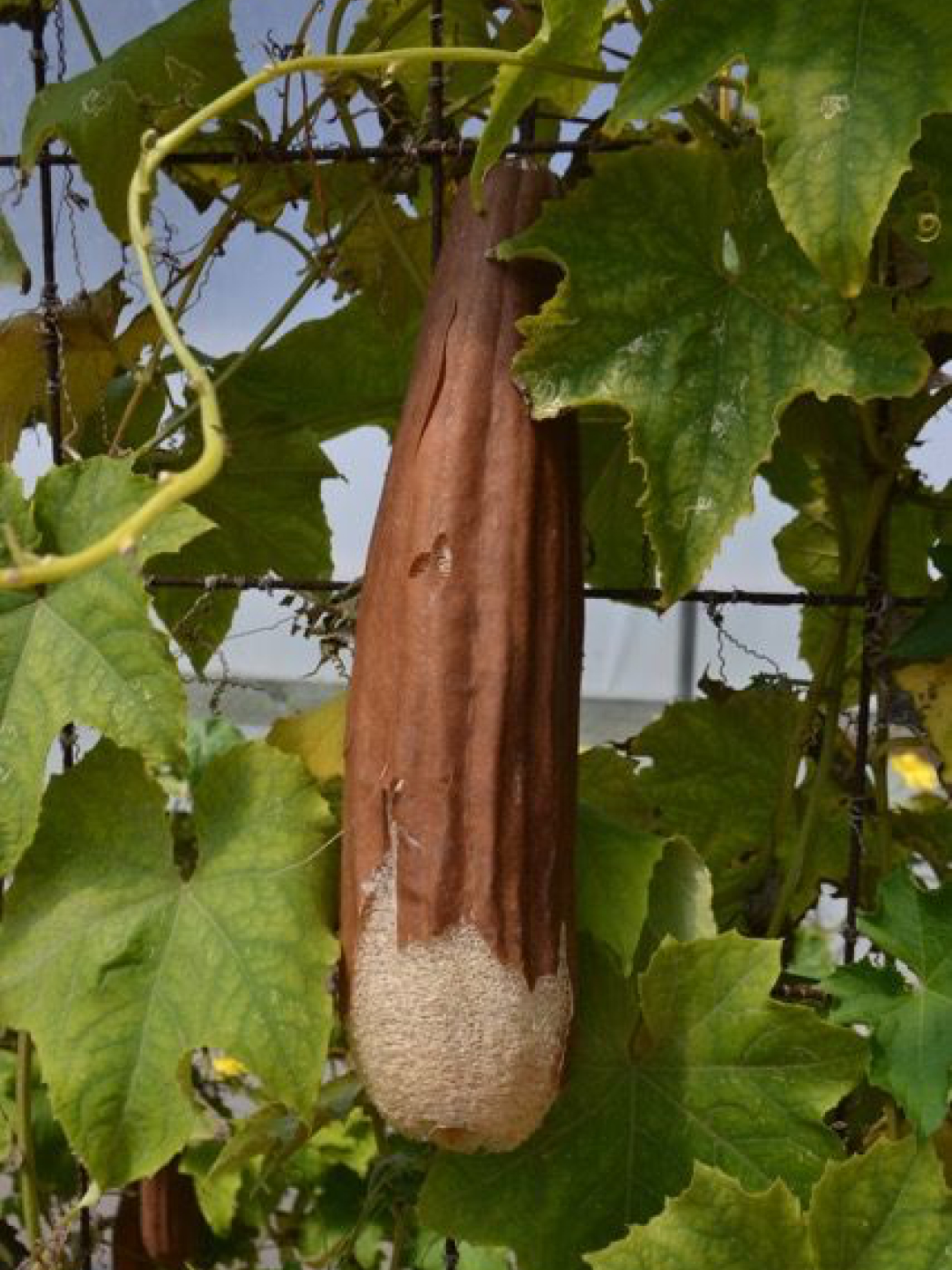 Afrika qabila qizlari porno video