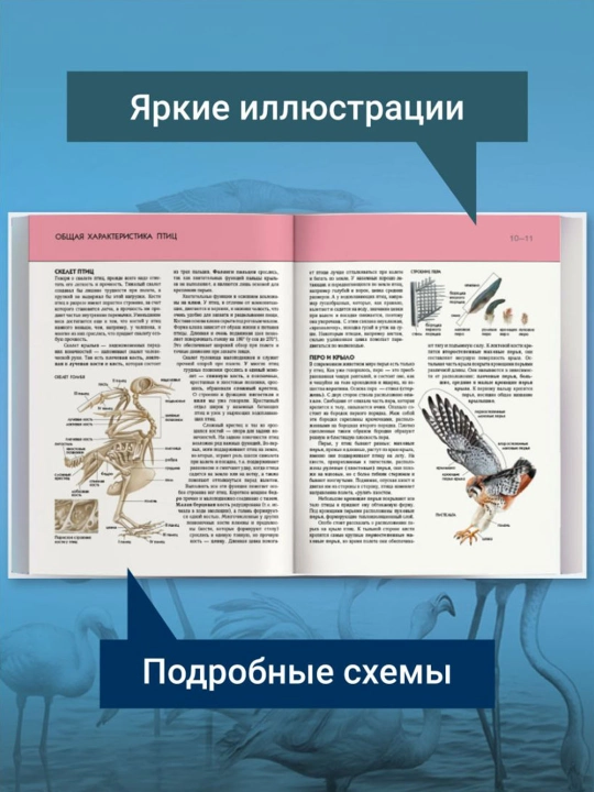 Птицы. Полная энциклопедия