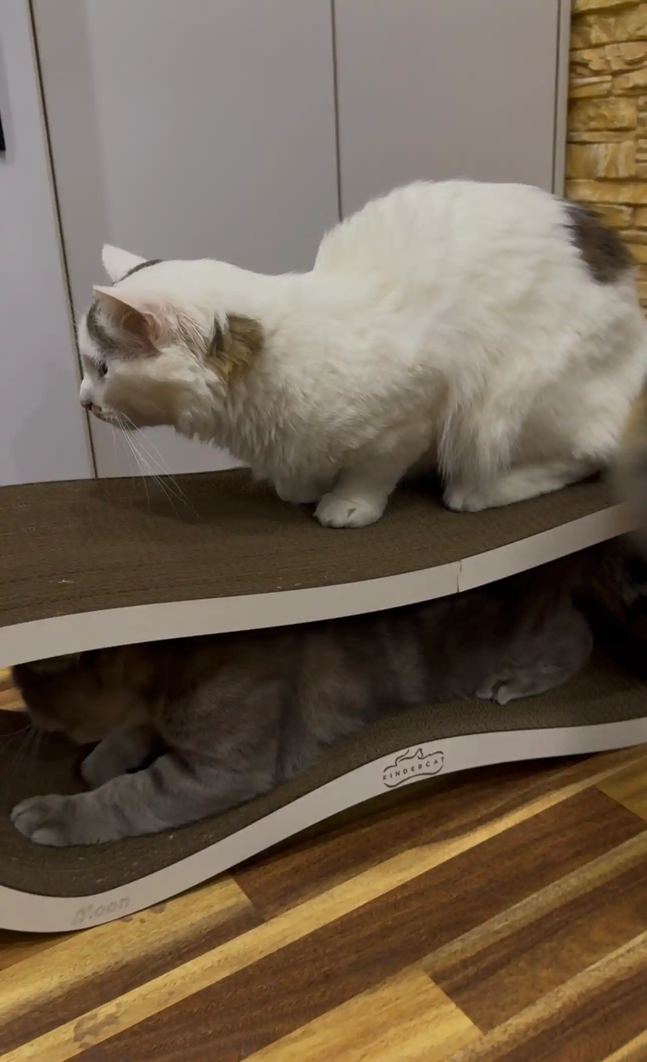 Tirnash ustuni, KinderCat Moon, mushuklar uchun