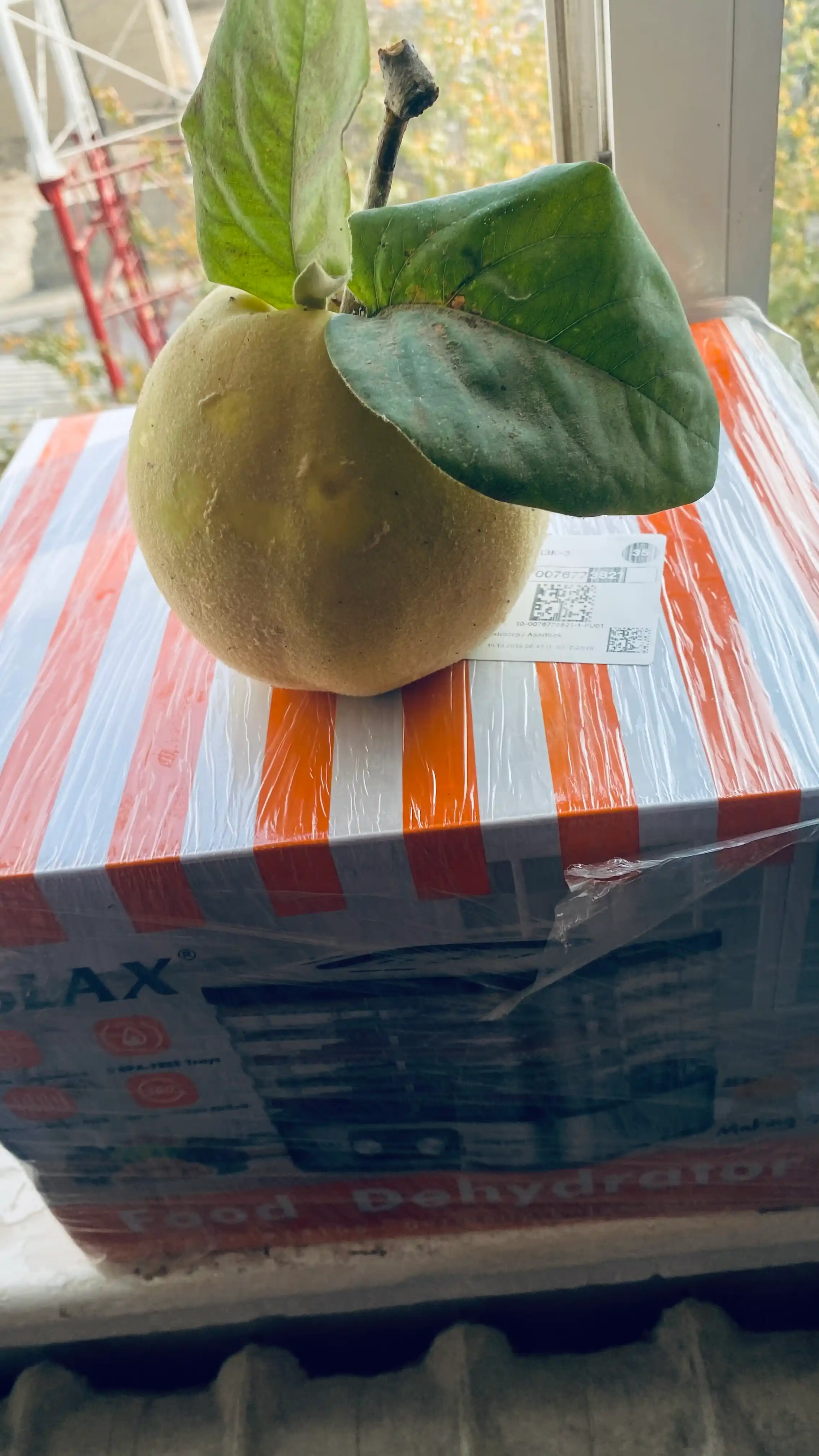 Sabzavot va mevalar uchun quritgich, Kolax, 5 ta taglik, haroratni sozlash, taymer