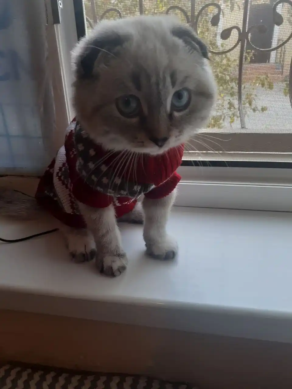 Свитер для собак и кошек