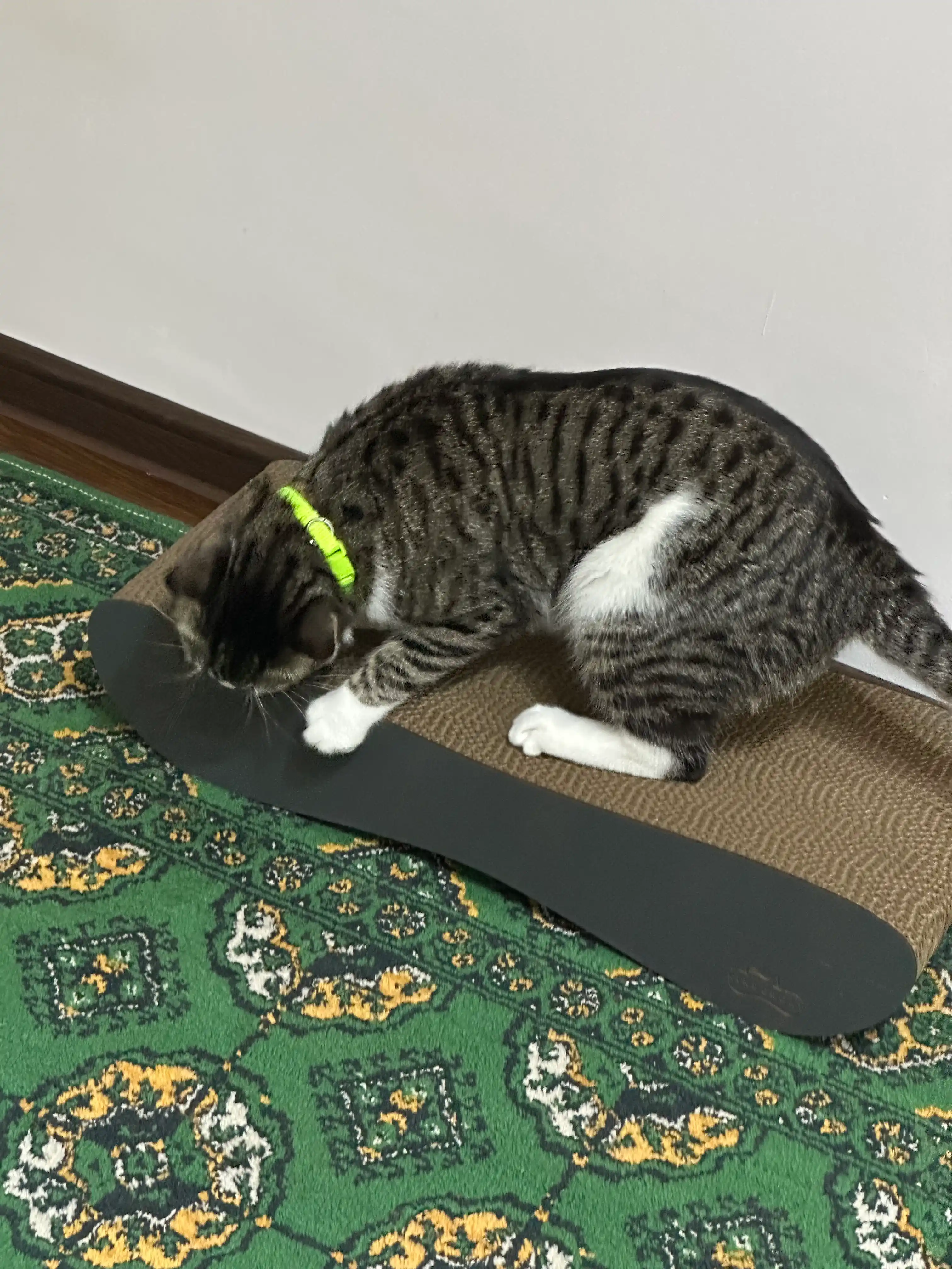 Tirnash ustuni, Reya KinderCat qora, mushuklar va mushukchalar uchun
