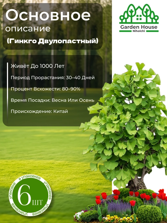 Ginkgo urug‘lari ikki parrakli relikt, 6 dona, o‘rmon burchagi