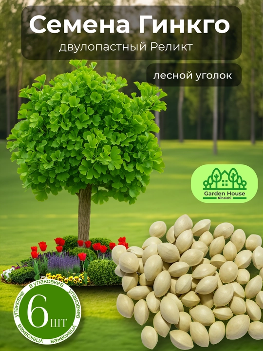 Семена Гинкго двулопастный реликт, 6 шт, лесной уголок - 